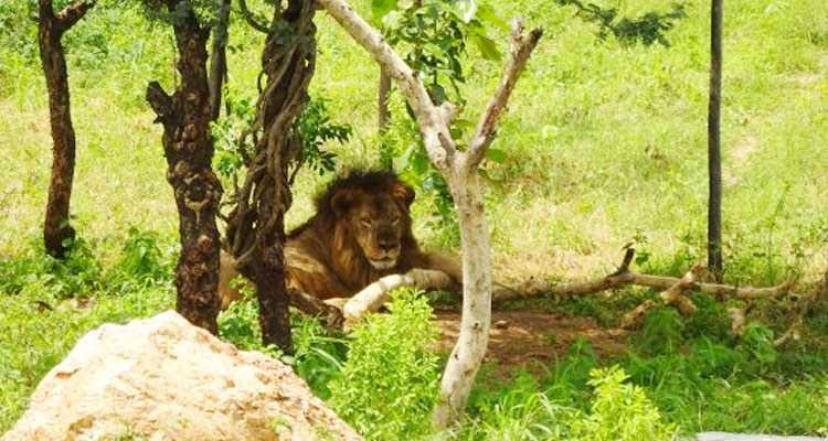 Sajjangarh Wildlife